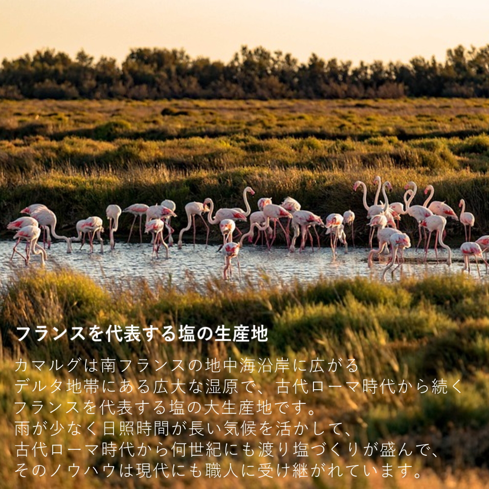 フランスを代表する塩の生産地　カマルグ